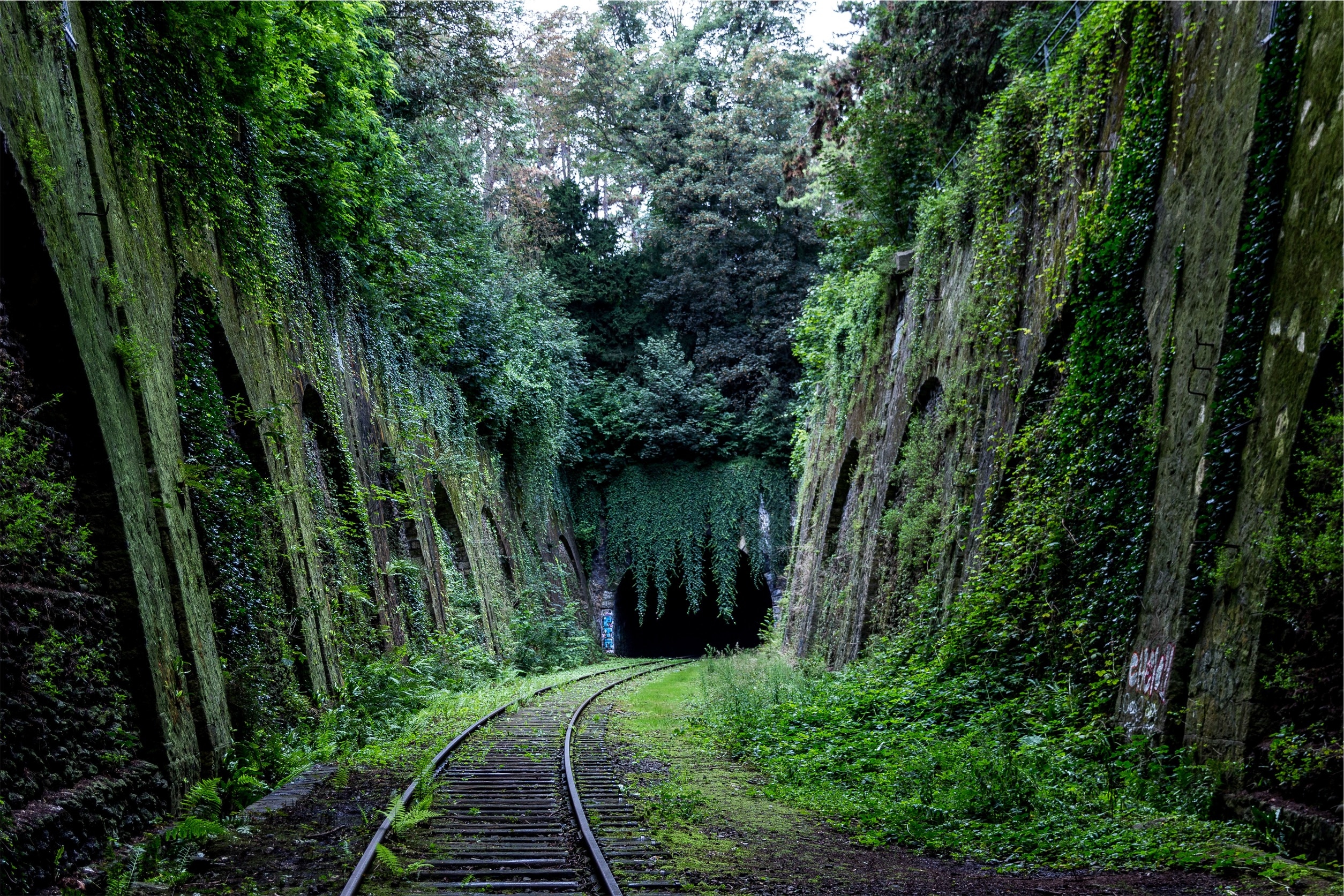 green leaf plant and gray metal railway
