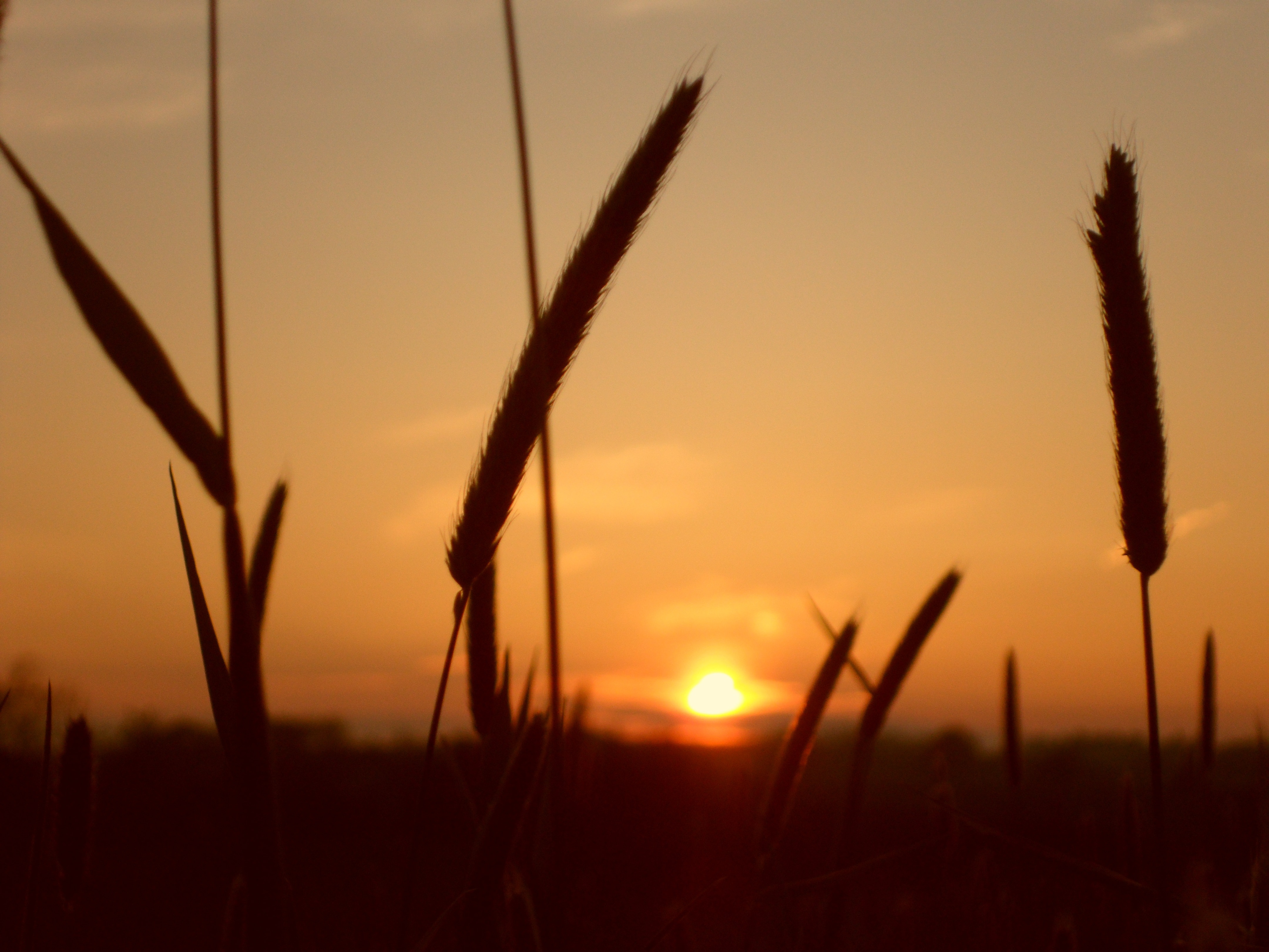 silhouette of plant