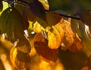 Laubwerk, Fall, Leaves, Autumn, Foliage, fruit, leaf thumbnail