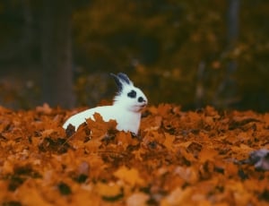 white and black fur rabbit sitting on ground surround by brown dried leaves in forest thumbnail