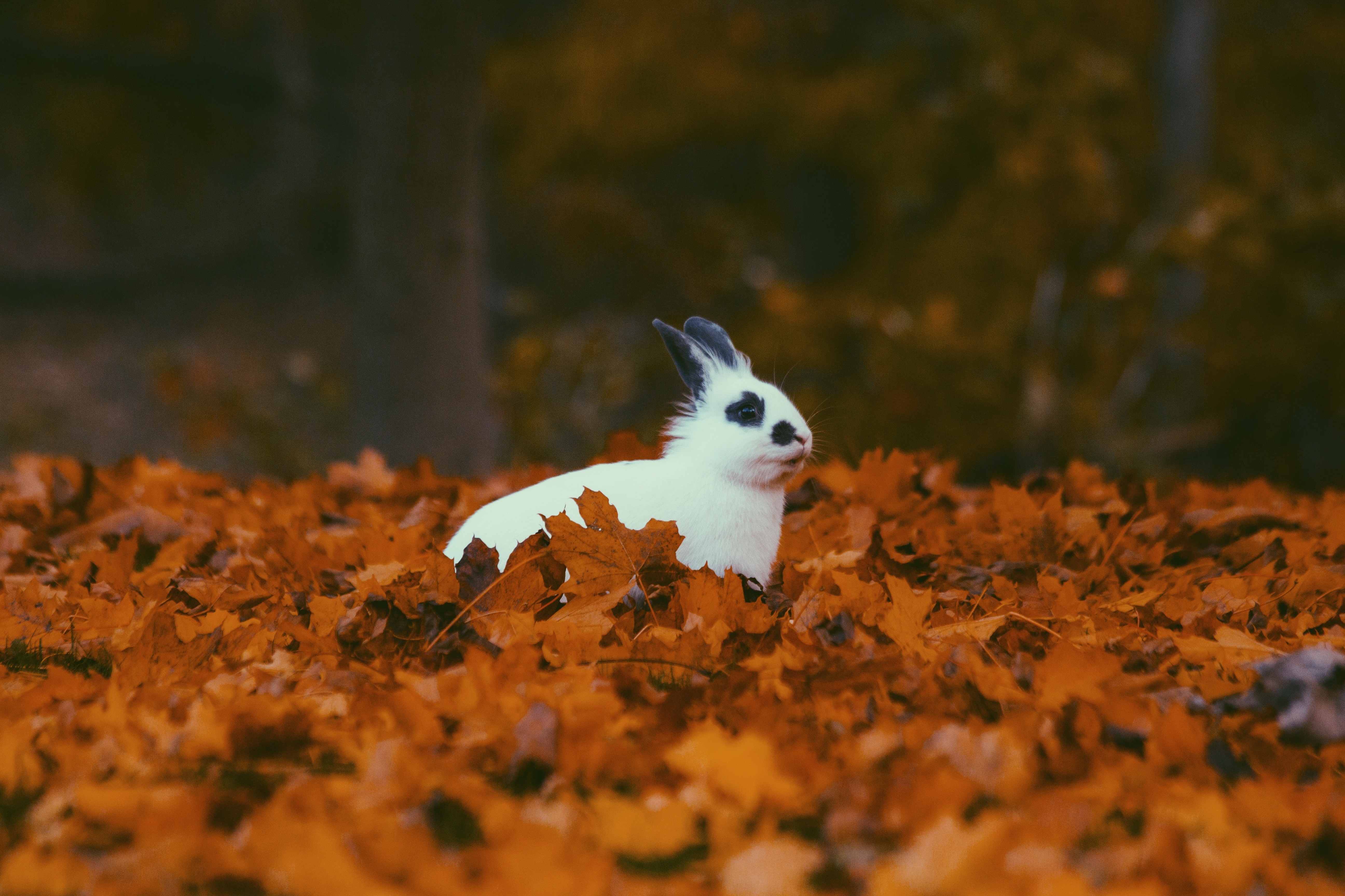 white and black fur rabbit sitting on ground surround by brown dried leaves in forest