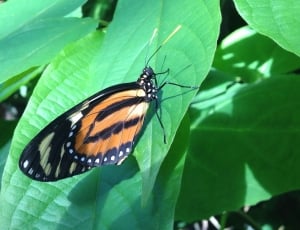 black white and orange longwing butterfly thumbnail