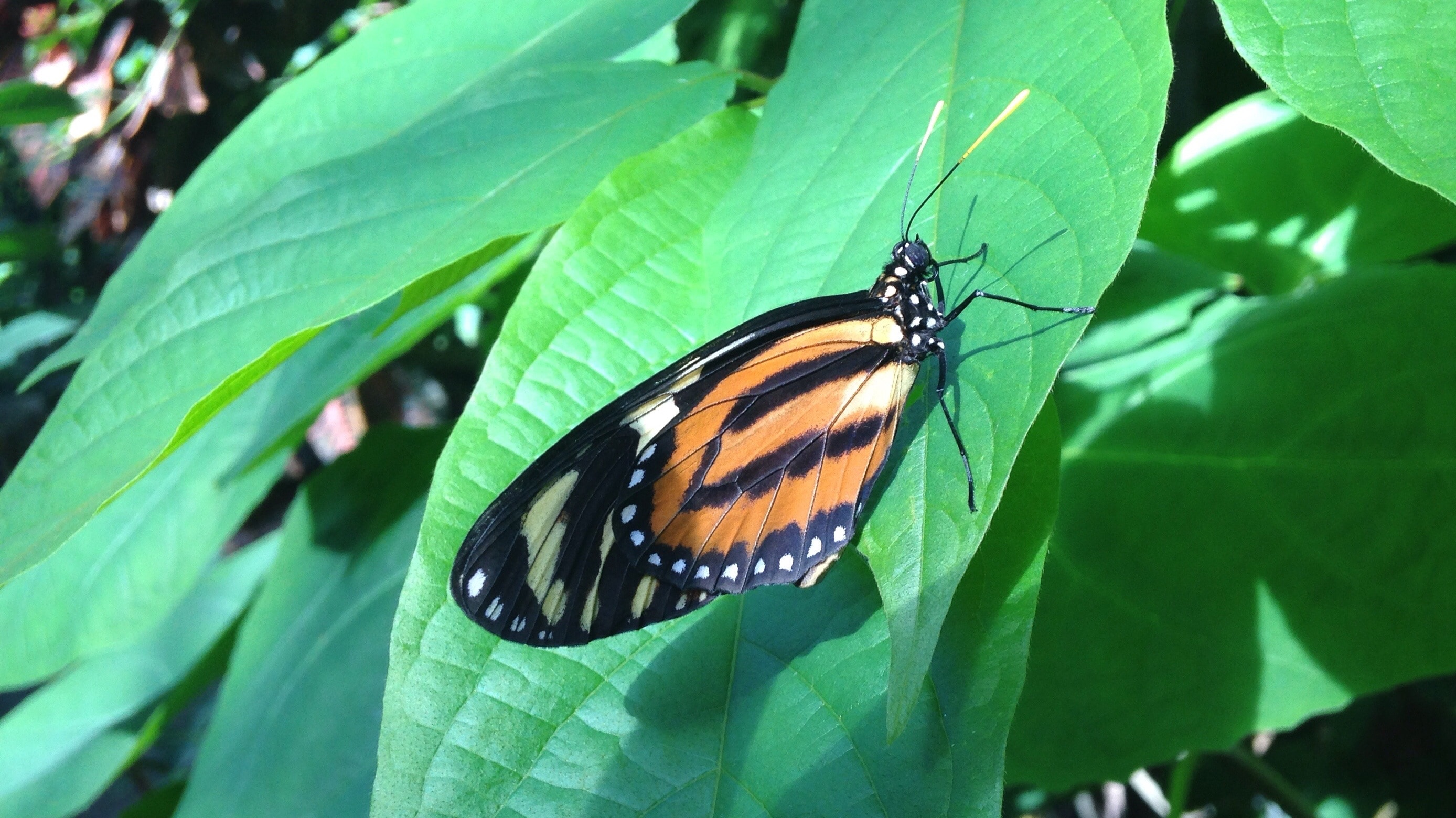 black white and orange longwing butterfly