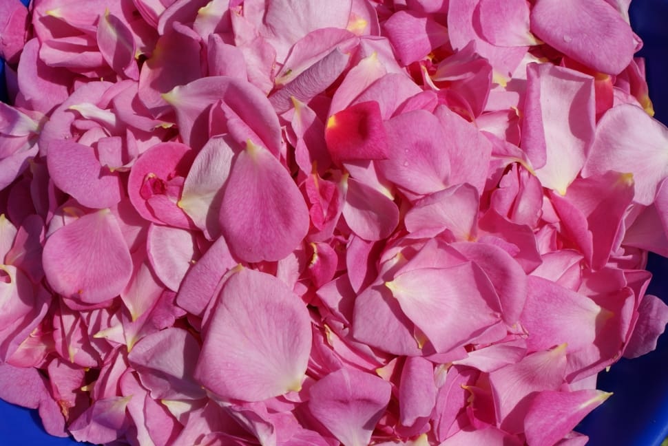 white and pink flower petals preview