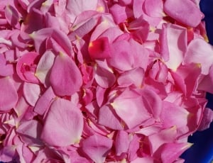 white and pink flower petals thumbnail