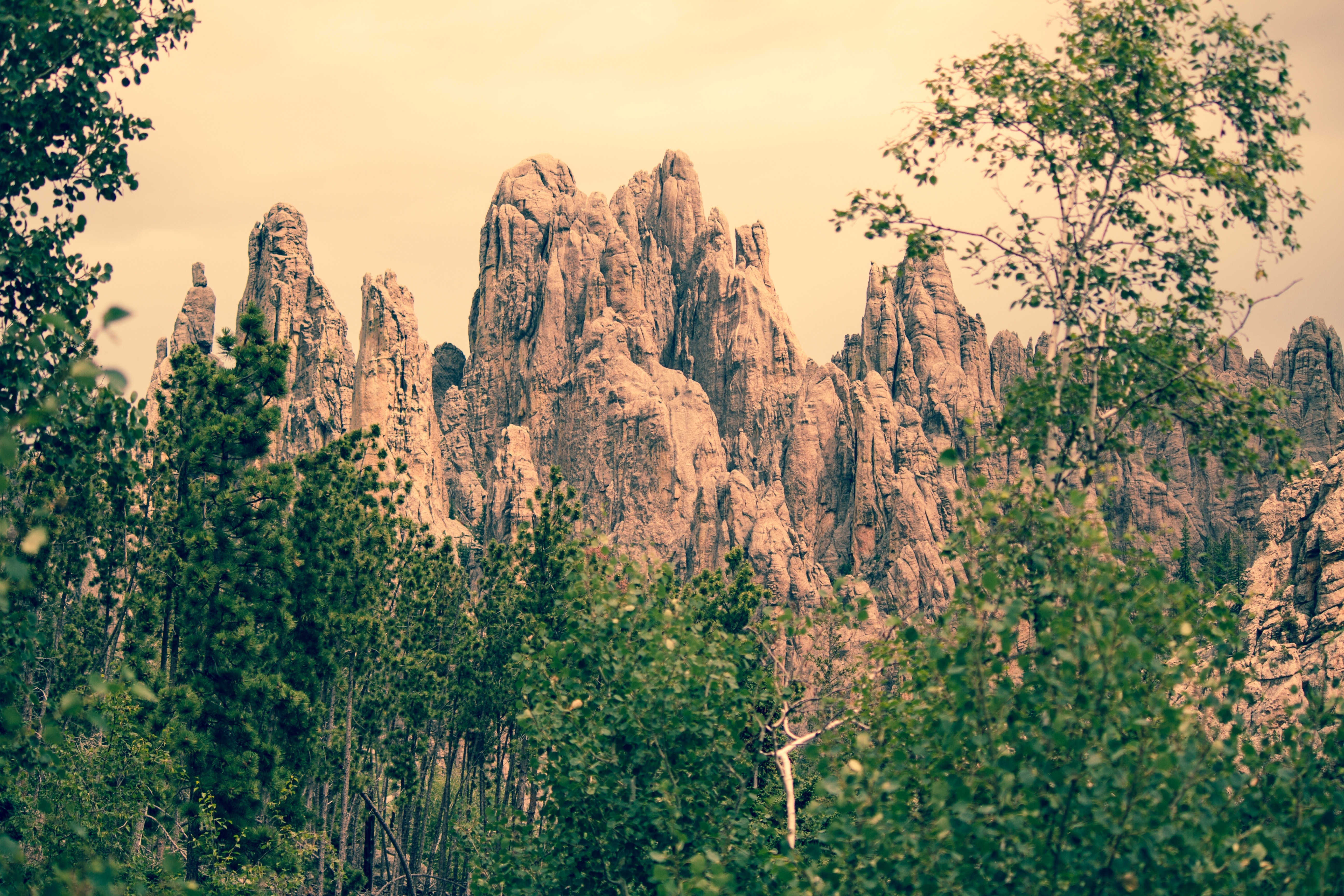 photo of green leaf tall tree with background of brown rocky mountain