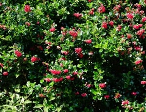 red and green petaled flowers thumbnail