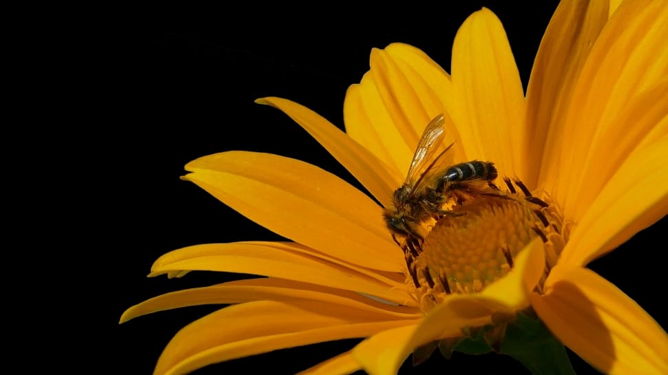 Honey Bee, Bee, Bee On Yellow Flower, flower, insect preview