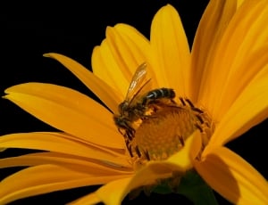 Honey Bee, Bee, Bee On Yellow Flower, flower, insect thumbnail