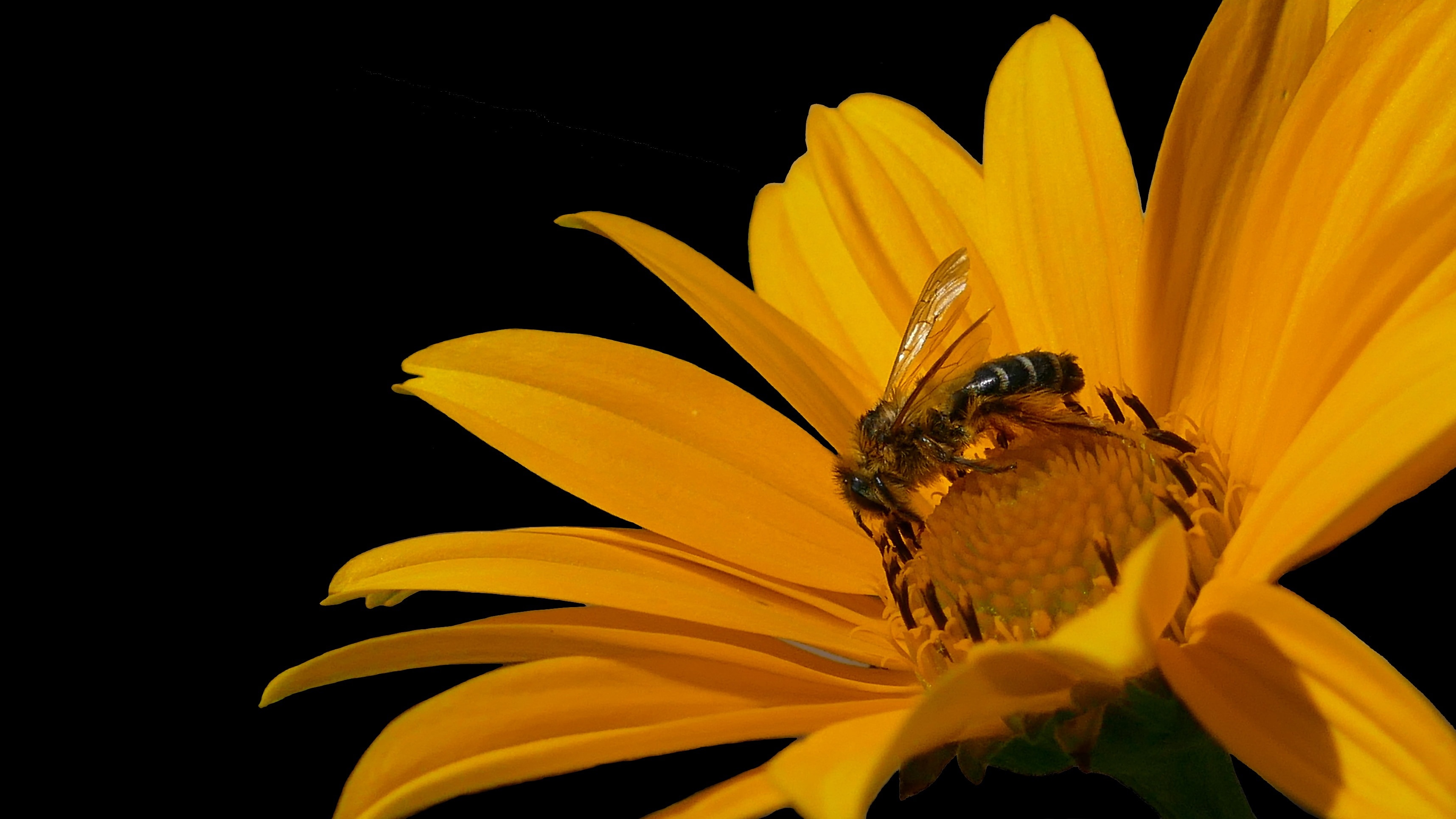Honey Bee, Bee, Bee On Yellow Flower, flower, insect
