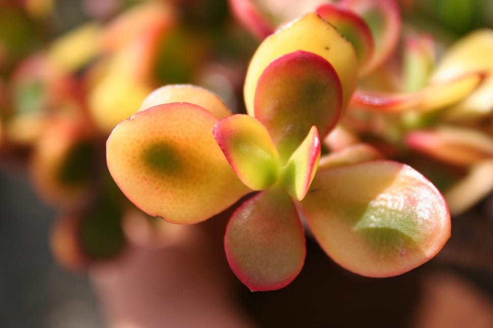 yellow and red succulent planrt preview