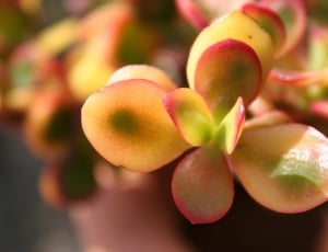 yellow and red succulent planrt thumbnail