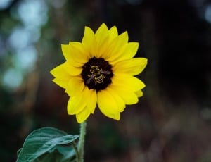 bee on yellow sunflower nectar thumbnail
