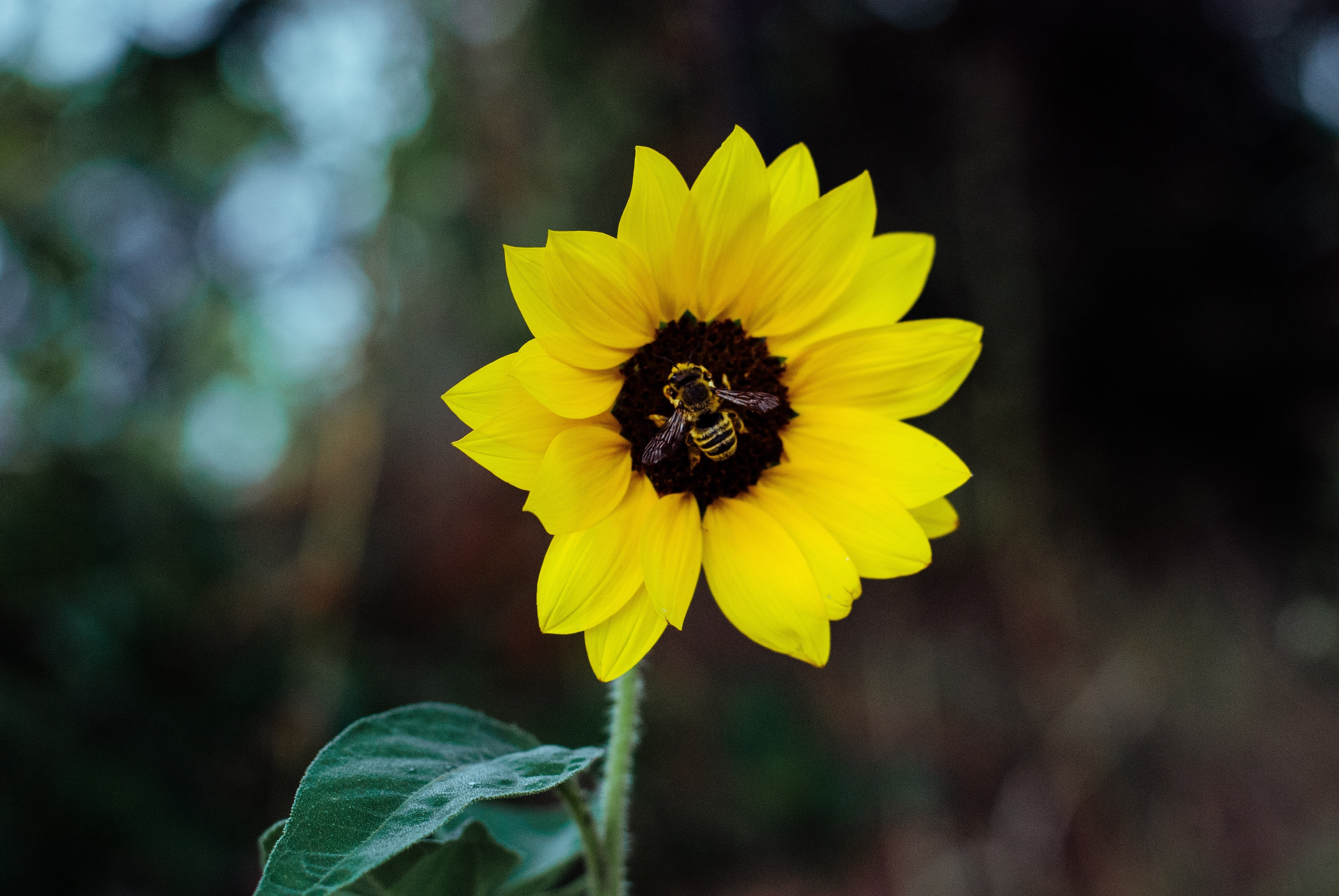 bee on yellow sunflower nectar