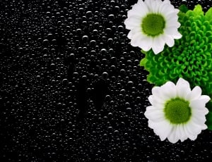 white and green petaled flowers thumbnail