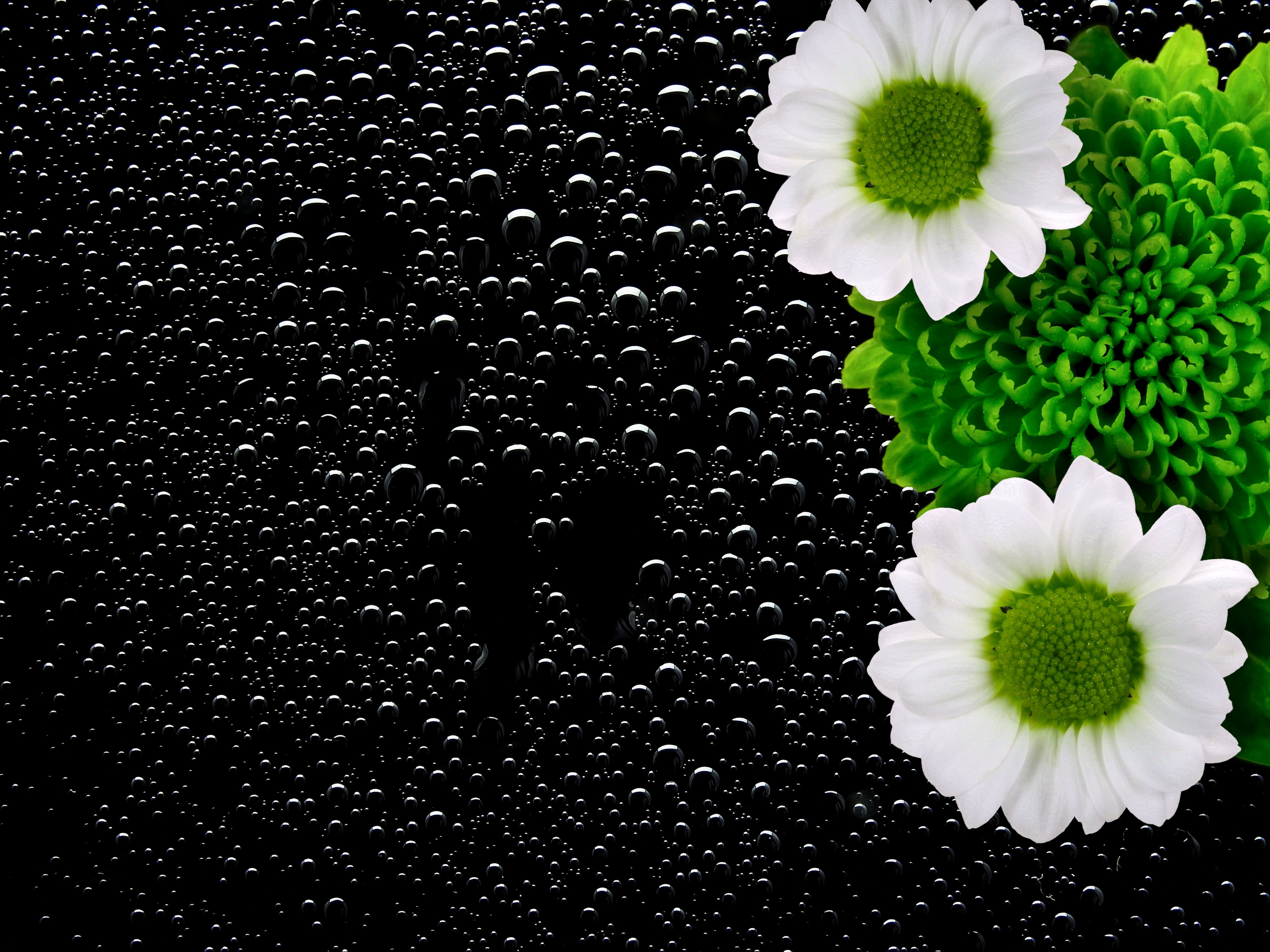 white and green petaled flowers