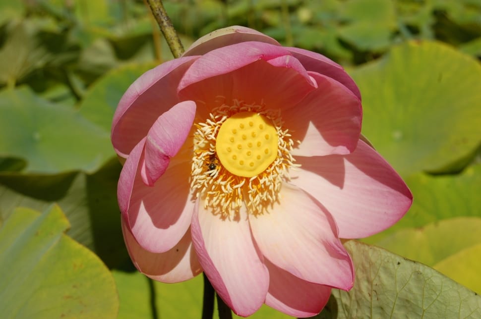Bloom, Flower, Lotus, flower, pink color preview