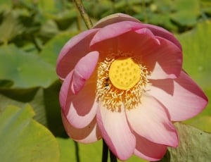 Bloom, Flower, Lotus, flower, pink color thumbnail