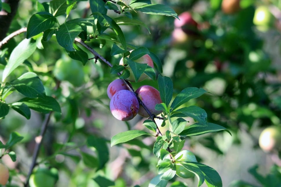Plums, Purple, Ripening, Orchard, Plant, leaf, fruit preview