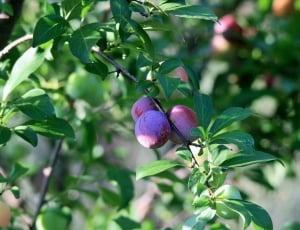 Plums, Purple, Ripening, Orchard, Plant, leaf, fruit thumbnail