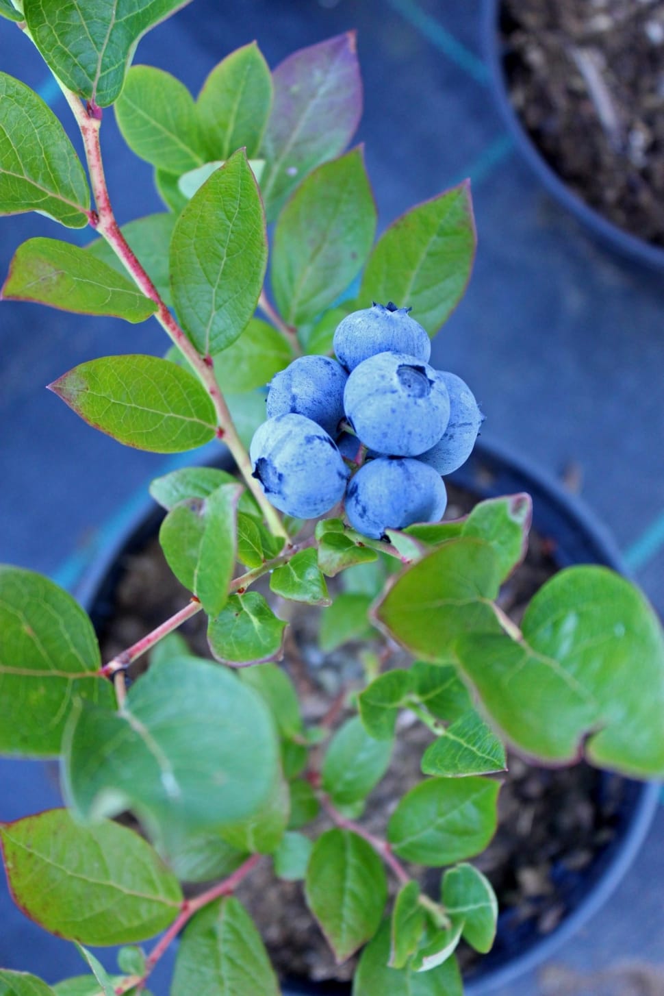 blueberry plant preview