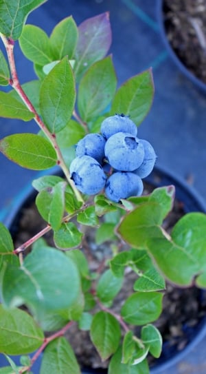 blueberry plant thumbnail