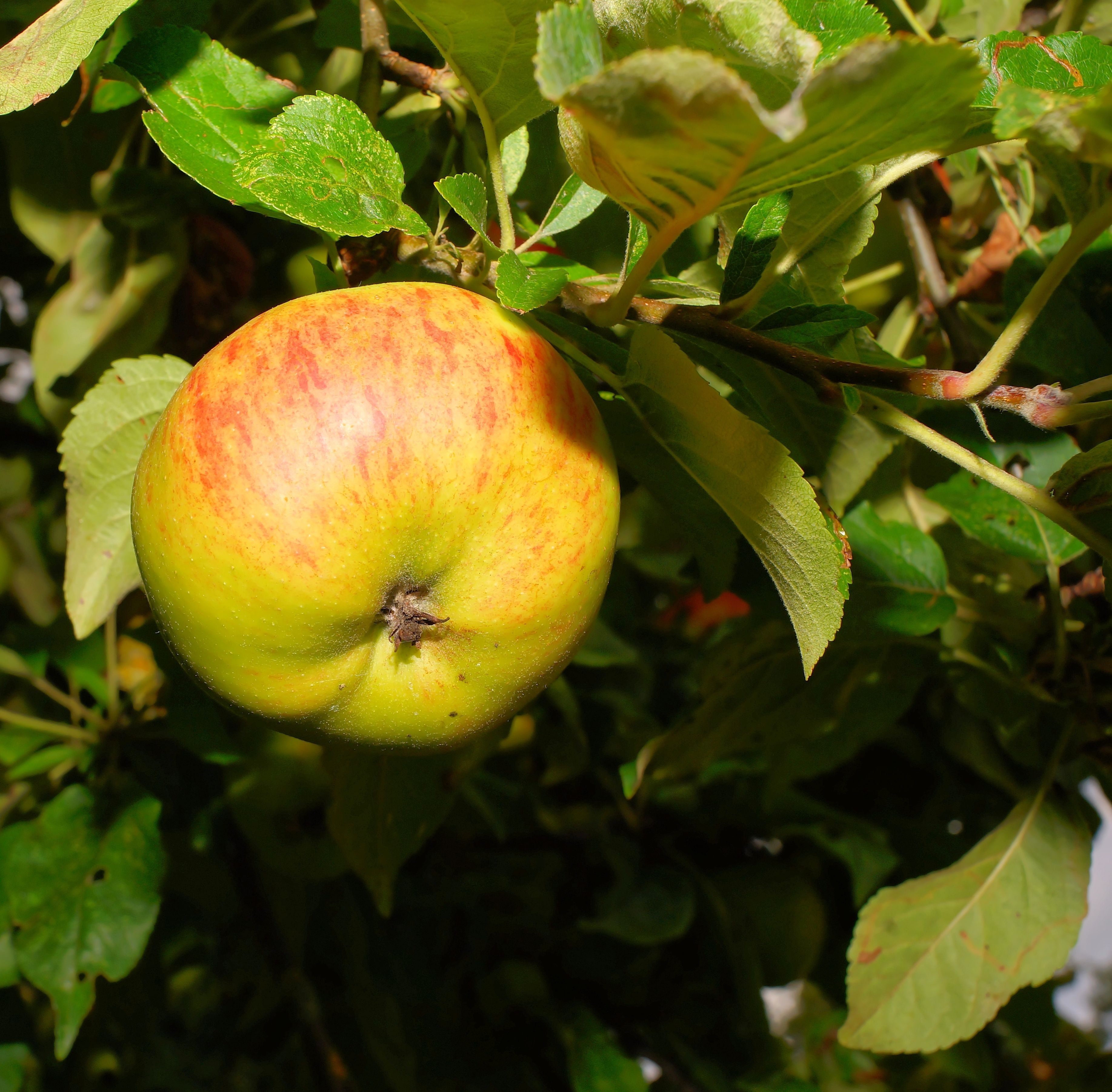 1920x1080 wallpaper | apple fruit | Peakpx