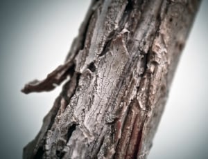 brown wooden stick thumbnail