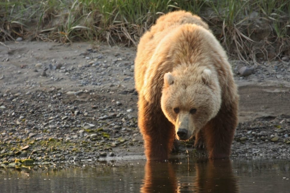 brown bear in water photo preview