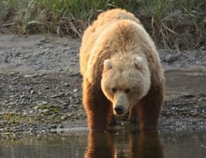 brown bear in water photo thumbnail