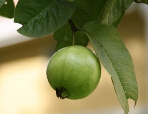green guava thumbnail