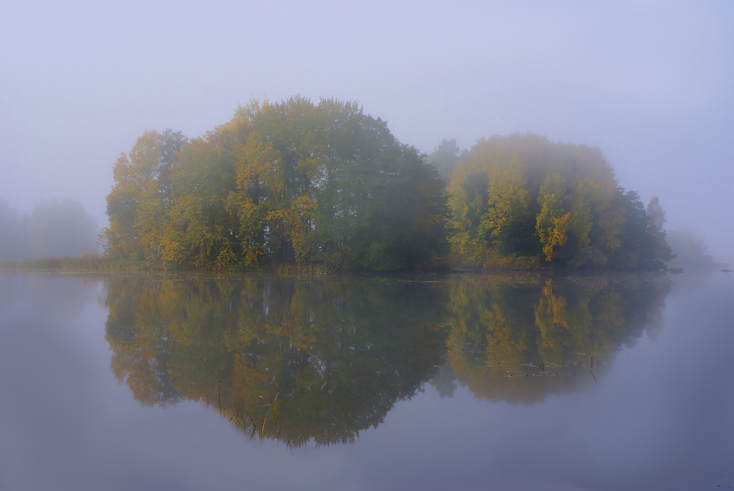 trees surrounded by body of water during fog weather