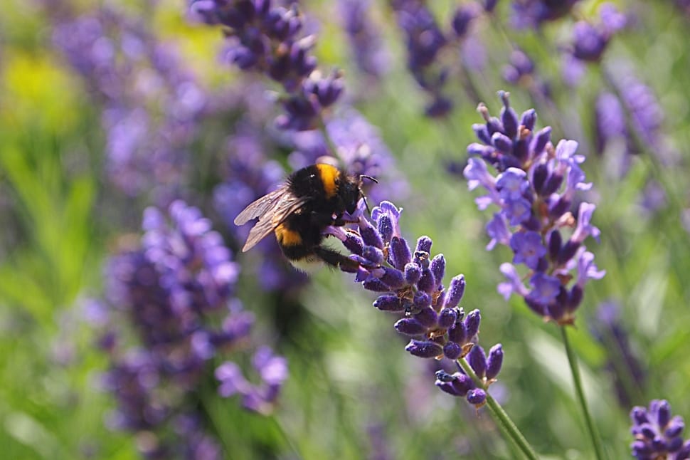 Purple Flower, Bug, Lavender, Bumblebee, purple, flower preview