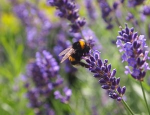 Purple Flower, Bug, Lavender, Bumblebee, purple, flower thumbnail