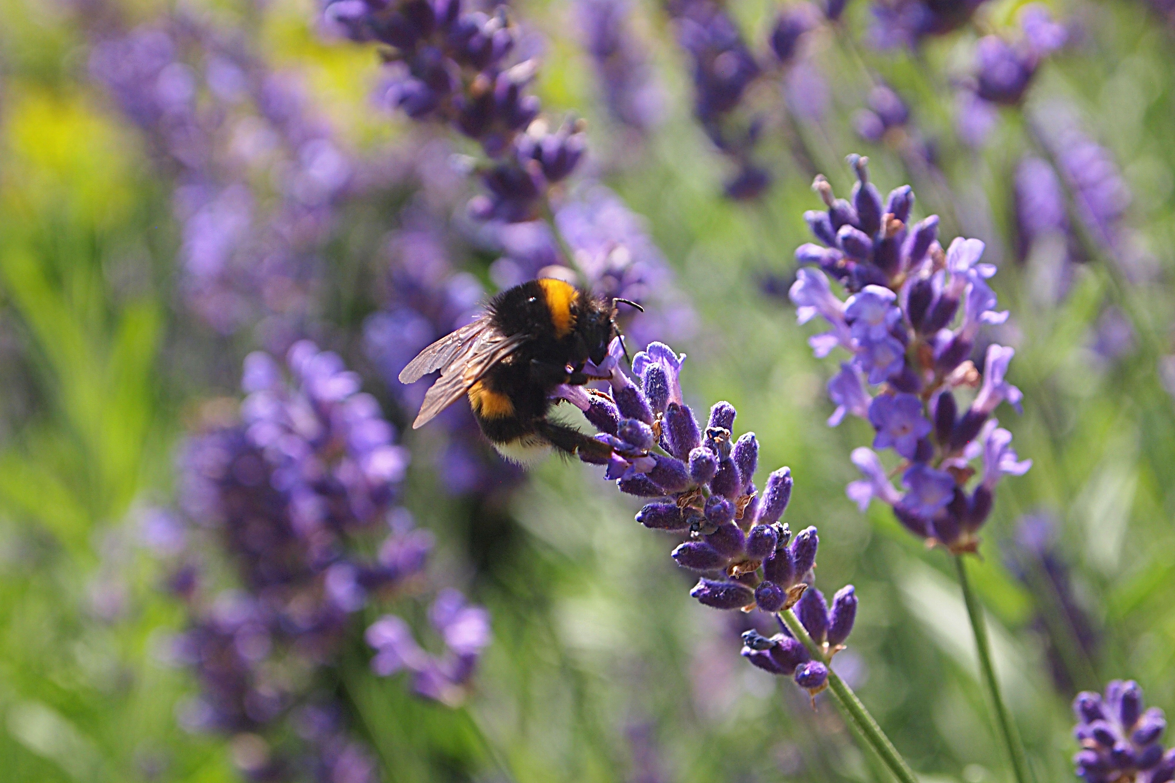 Purple Flower, Bug, Lavender, Bumblebee, purple, flower