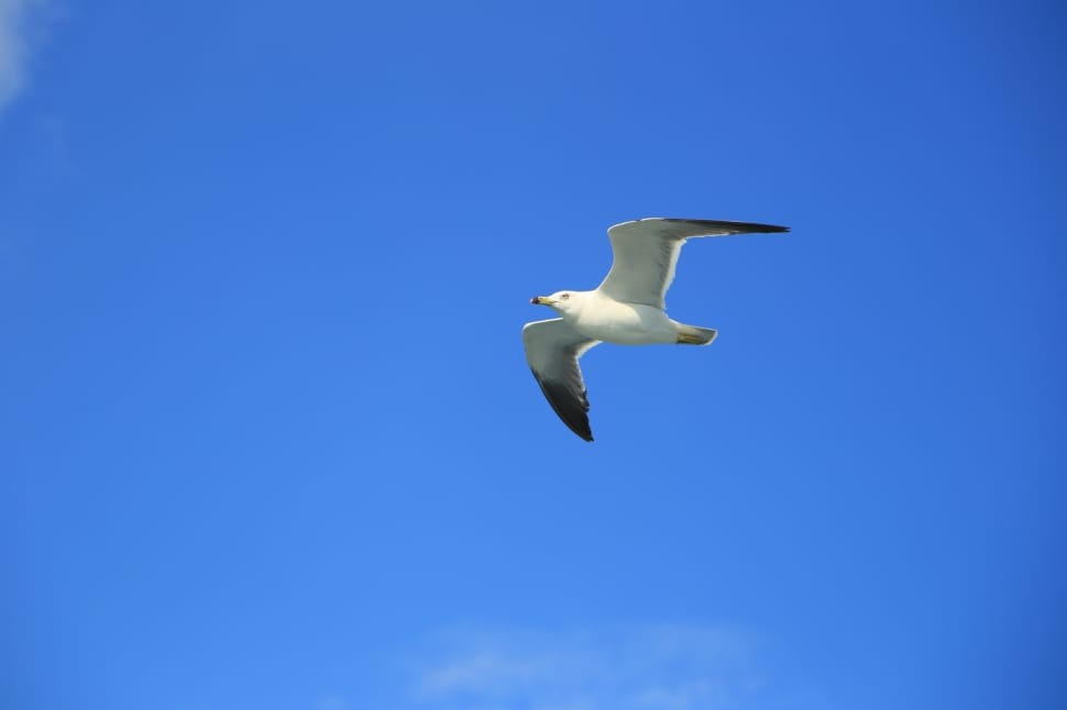 white Seagull preview