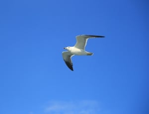 white Seagull thumbnail