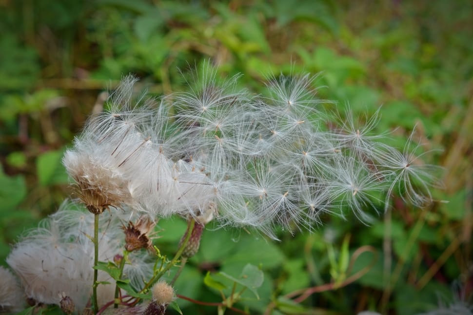 seeds-flying-seeds-pointed-flower-wallpaper-preview.jpg