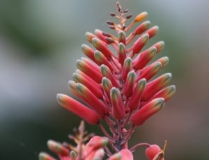 red and green hot poker flower thumbnail