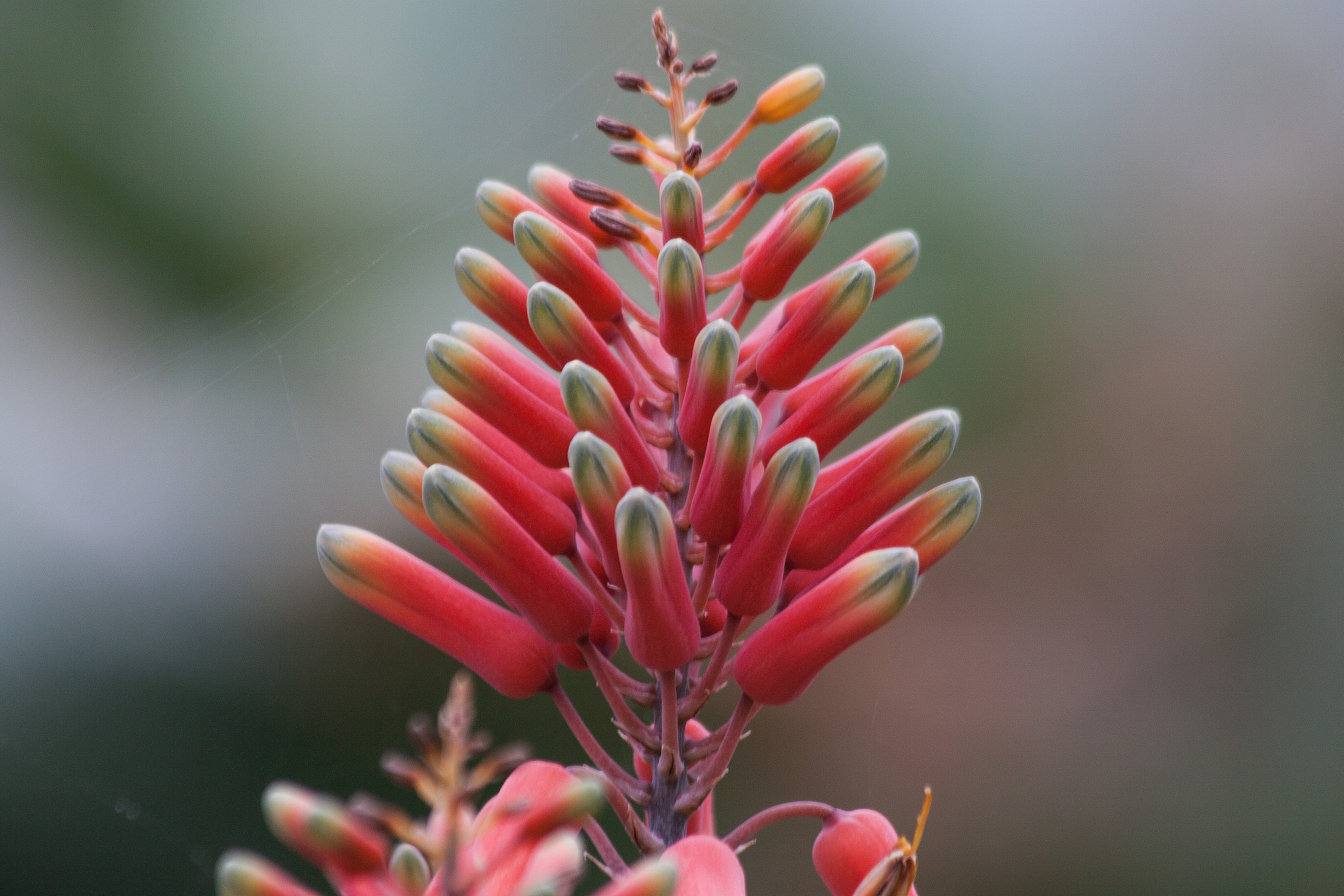 red and green hot poker flower