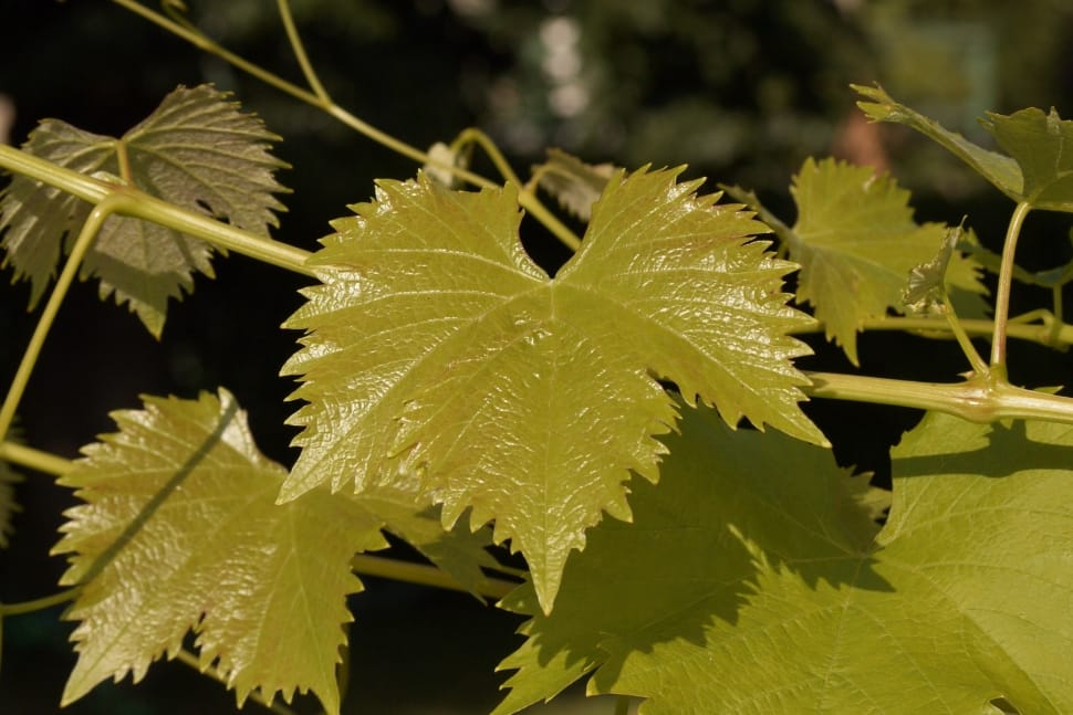 green leafed vines in shallow focus photography preview