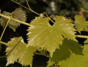 green leafed vines in shallow focus photography thumbnail