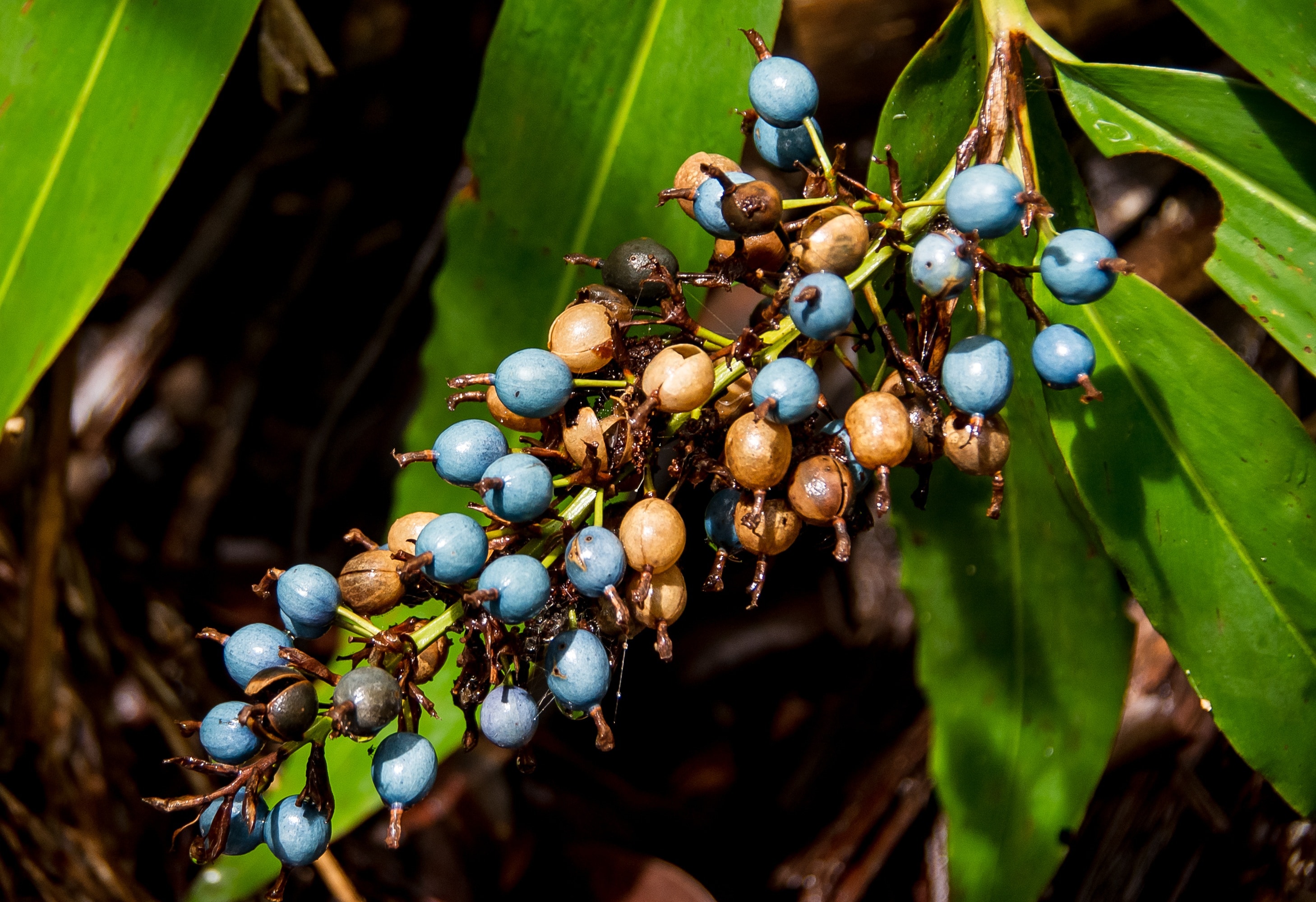 blue and brown round fruit
