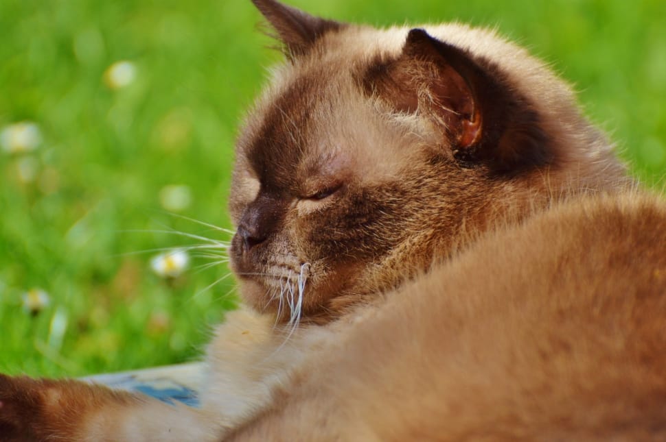 brown short-fur cat in closeup preview