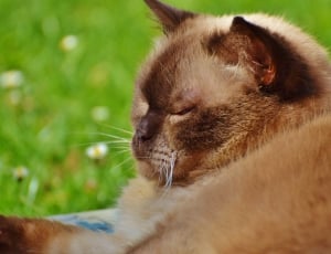brown short-fur cat in closeup thumbnail