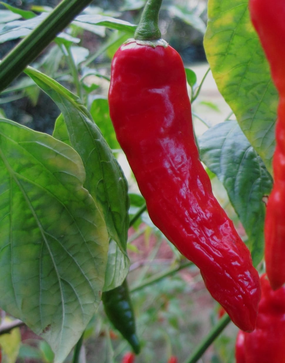 Chili, Glistening, Bright, Red, red, vegetable preview