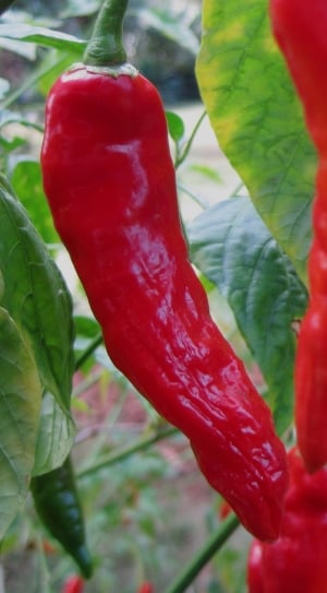 Chili, Glistening, Bright, Red, red, vegetable thumbnail