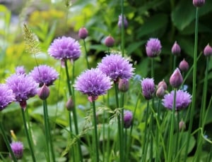 Plant, Herbs, Flower, Chive, Flowering, flower, purple thumbnail