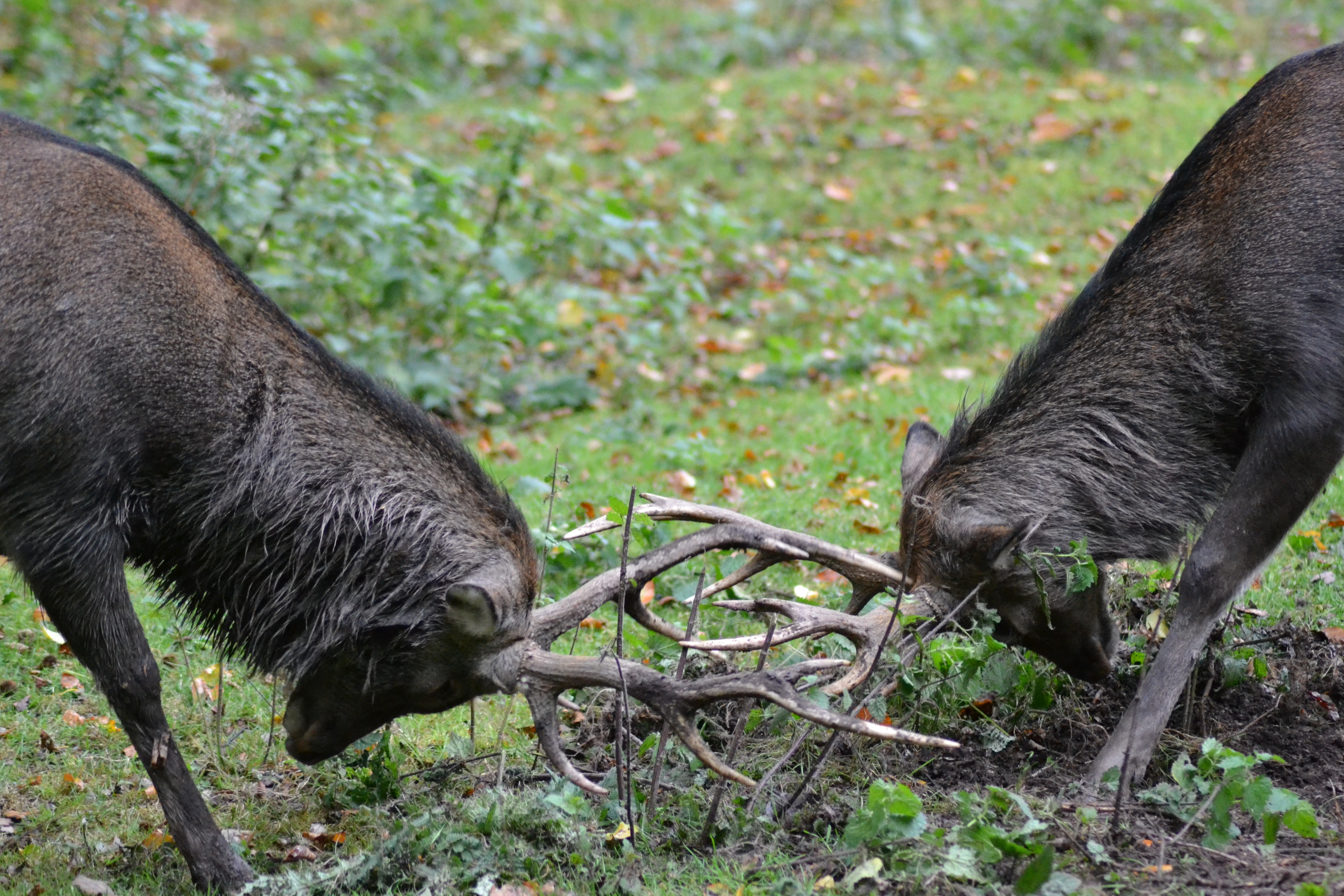 black reindeer fighting each other during daytime