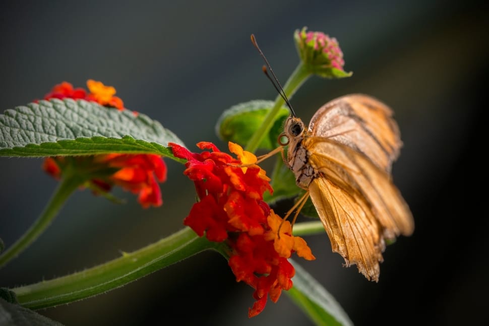 Insect, Flower, Kalanchoe, Butterfly, insect, animals in the wild preview